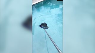 Lily Kawaii Foursome Couple Swap With Miaipanema Sex Tape